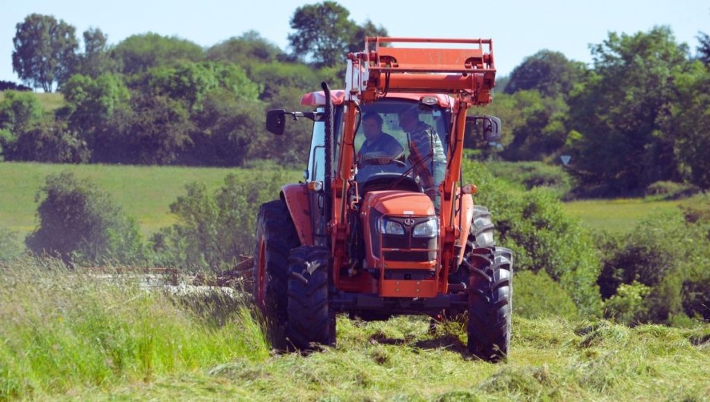 Hay for horse feeding analysis