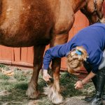 Active horse grooming