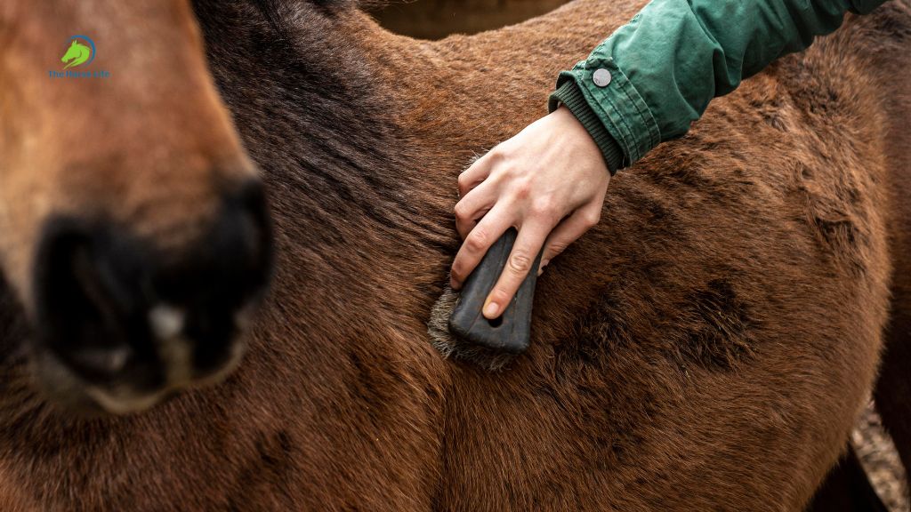 Horse Grooming image