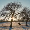 Winter horse work