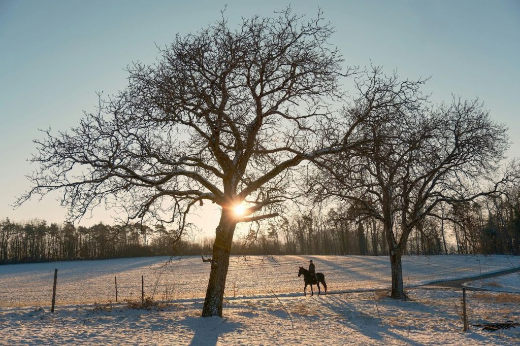 Winter horse work