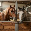 Equestrian Business Challenges