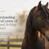 Dr Silver - seasonal itching in horses