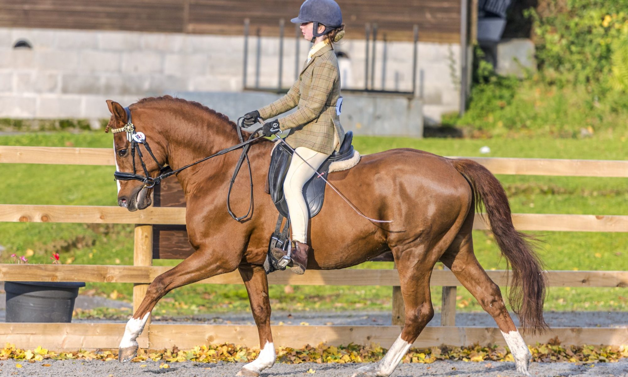 East Cornwall The Horse Life